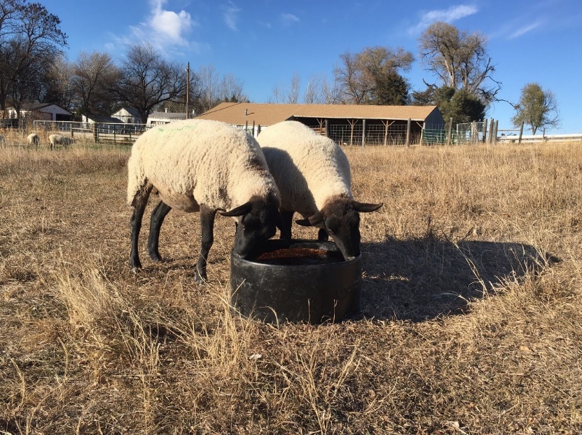 Crystalyx Sheep-lyx
