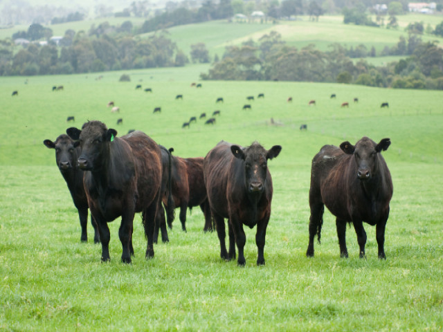 Cows on pasture