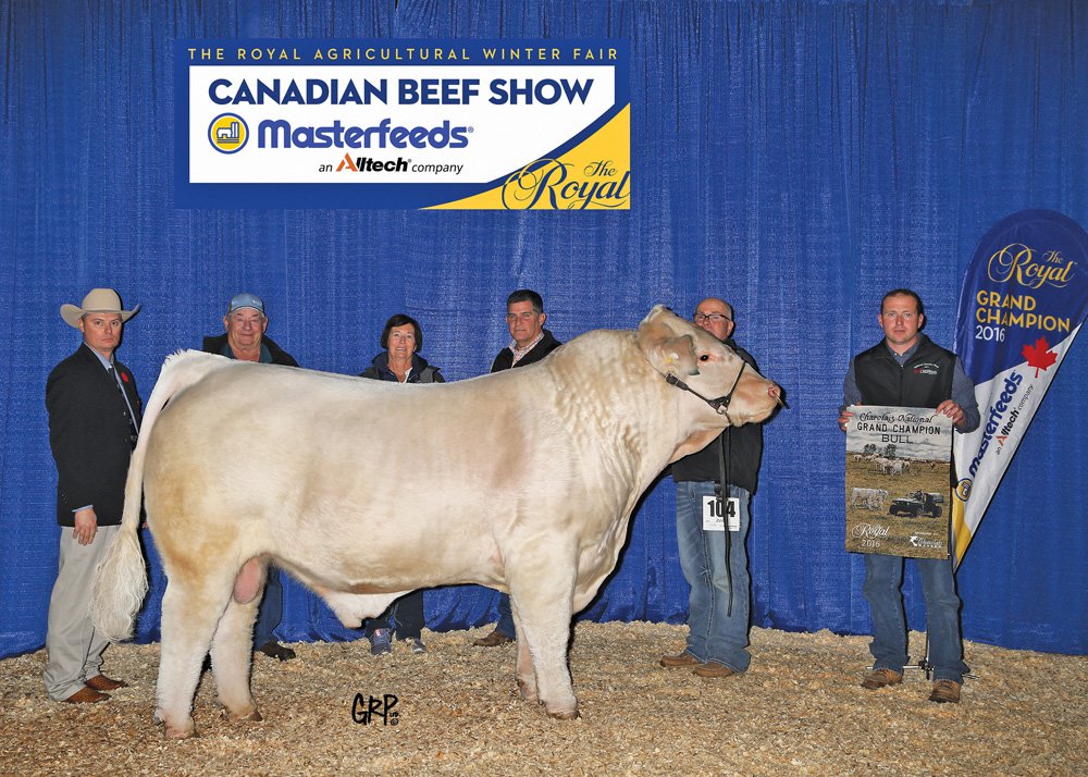 Royal Fair Prize Bull