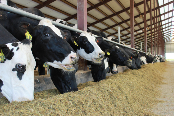 Holstein cows eating