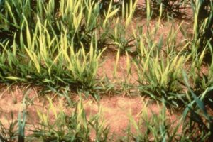Wheat deficient in Sulphur