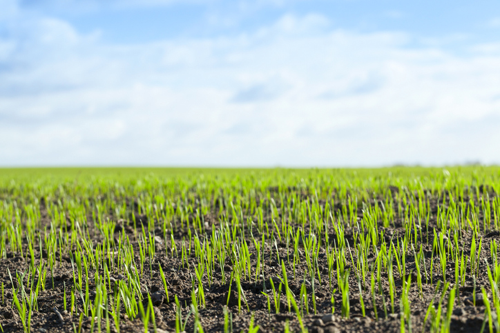wheat - photographed close-up of young green wheat shoots at the beginning of their growth
