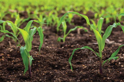 Image of corn seedlings