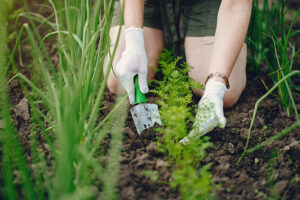 Weeding carrots in the garden