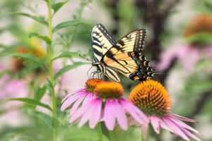 Butterfly on Echinacea flower