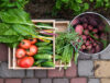 Vegetables from the garden