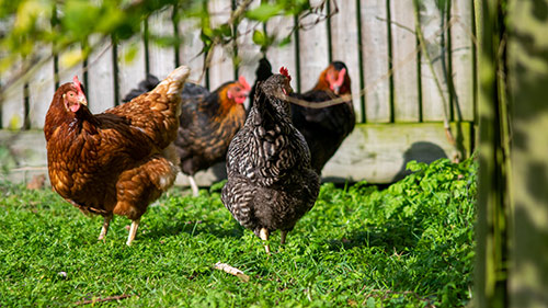 Backyard chickens