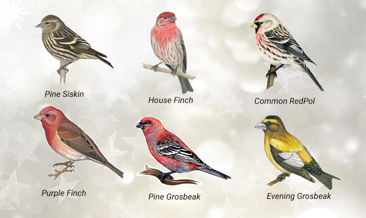 A selection of Finches