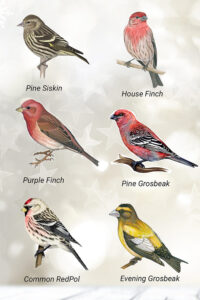 Pine Siskin, House Finch, Purple Finch, Pine Grosbeak, Common Redpol, Evening Grosbeak.